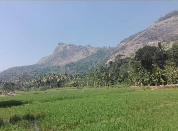 Munnar Lush Greens Eksteriør bilde
